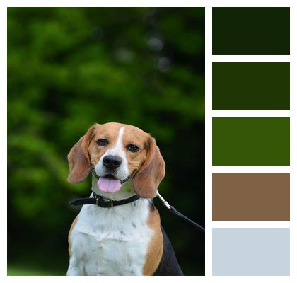Pack Dog Portrait Beagle Image